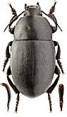 Tenebrionidae: Oodescelis (Spinoodescelis) acuta Kaszab, 1940