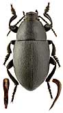 Tenebrionidae: Oodescelis (Spinoodescelis) somocoeloides somocoeloides (Seidlitz, 1893)