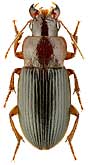 Carabidae: Ophonus rufibarbis (F., 1792)