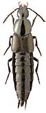 Staphylinidae: Philonthus mannerheimi (Fauv.)