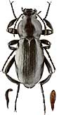 Tenebrionidae: Prosodes irinae Skopin, 1964