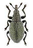 Apionidae: Pseudoperapion brevirostre (Hbst.)