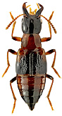 Staphylinidae: Pseudoxyporus dybowskii (Solsky, 1871)