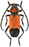 Cerambycidae: Purpuricenus desfontainii inhumeralis Pic