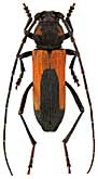 Cerambycidae: Purpuricenus interscapillatus nudicollis Demelt, 1968