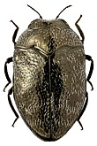 Buprestidae: Trachys cf. ahenatus Mulsant & Rey, 1863