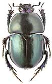 Scarabaeidae: Trypocopris fausti Rtt.