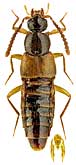 Staphylinidae: Zyras sibiricus Bernhauer