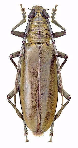 Neocerambyx raddei - female 