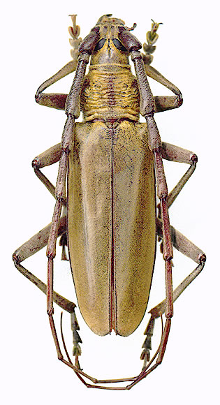 Neocerambyx raddei - male 