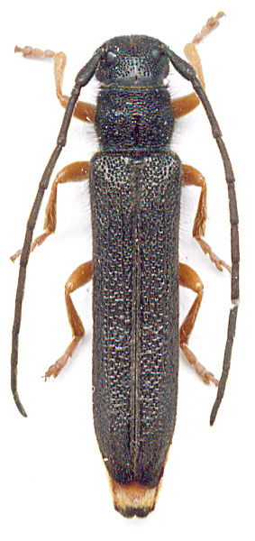 Oberea (Amaurostoma) erythrocephala
