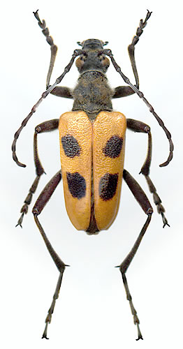 Pachyta quadrimaculata  - female