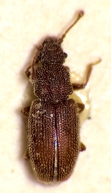 Monotoma conicithorax Reitter, 1891