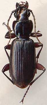 Pterostichus macer, male