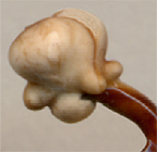 endophallus