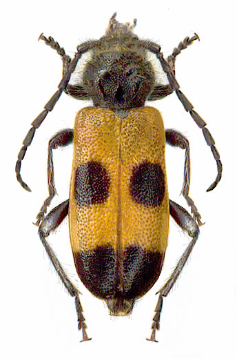 Semanotus russicus  - female
