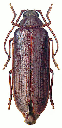Tragosoma depsarium - female