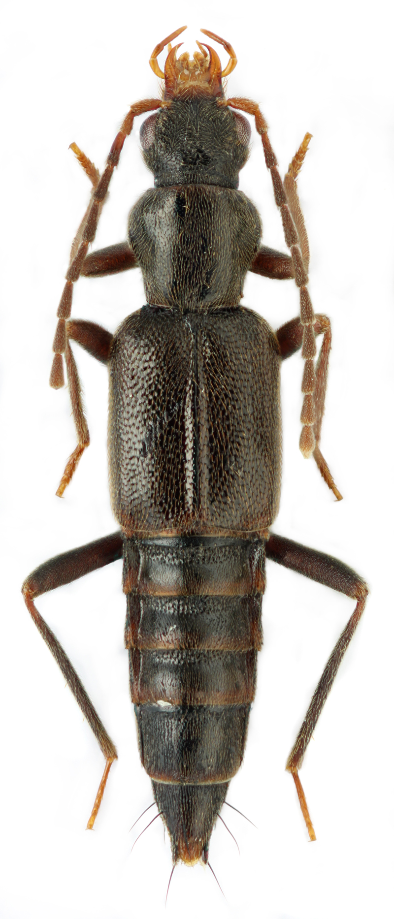 Derops coreanus (Y. Watanabe, 1969)