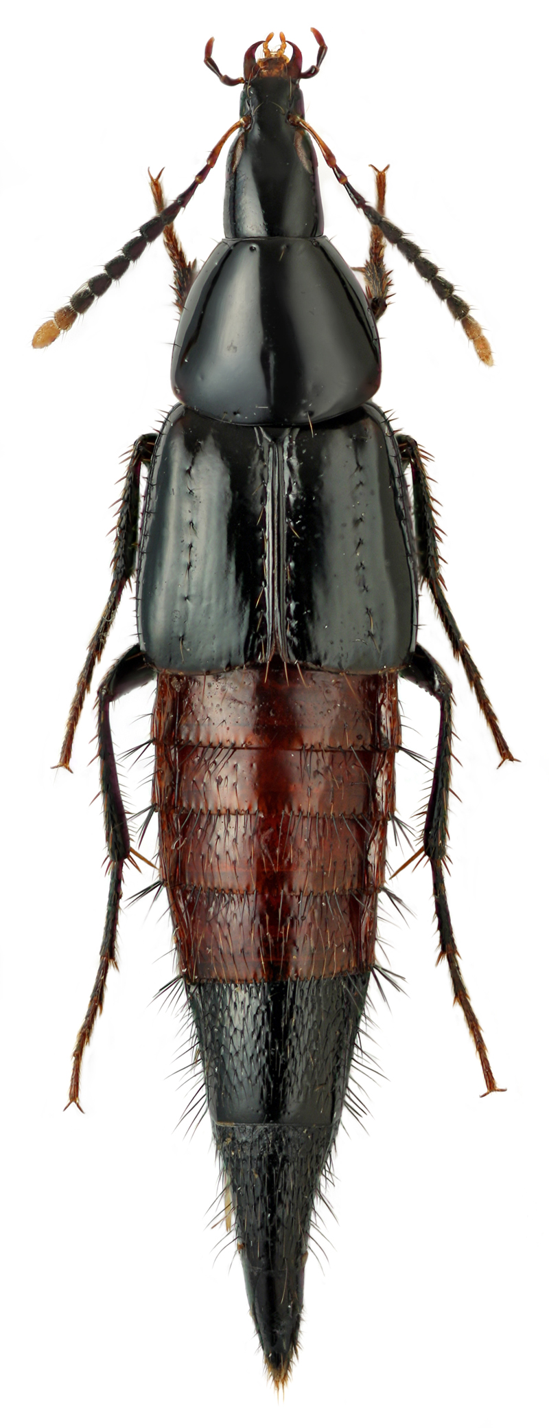 Lordithon praenobilis (Kraatz, 1879)