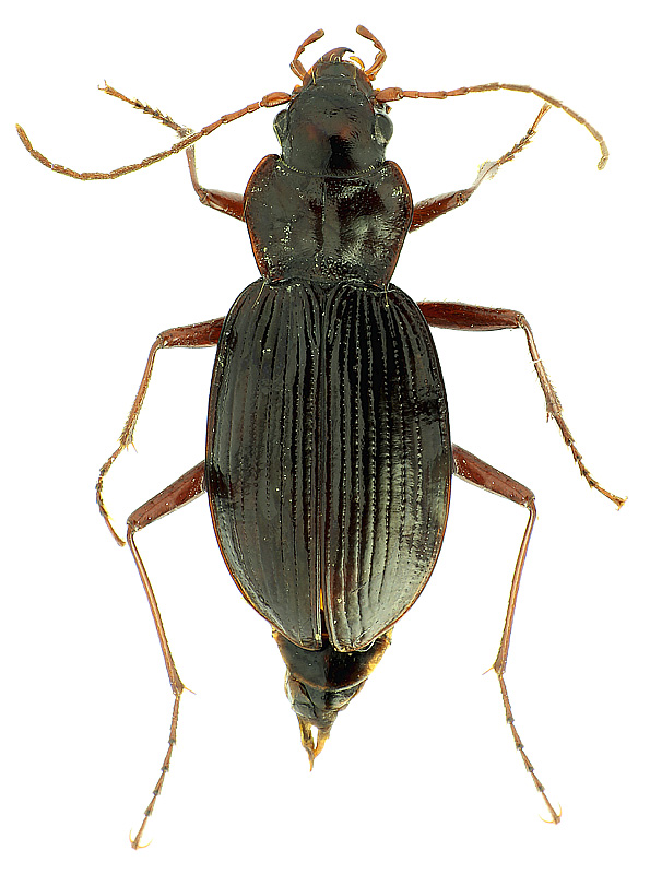 Nebria (Alpaeus) tristicula Reitter, 1888