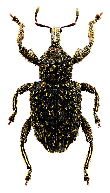 Oncorhinus latipennis (Champion, 1902)