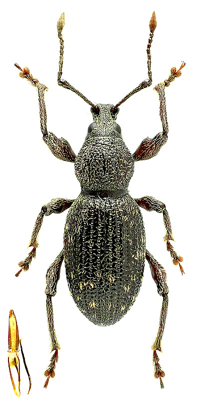 Otiorhynchus (Podorhynchus) sp.