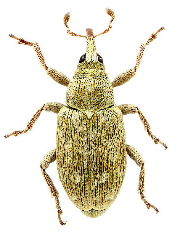 Sibinia (Dichotychius) bipunctata Kirsch, 1870