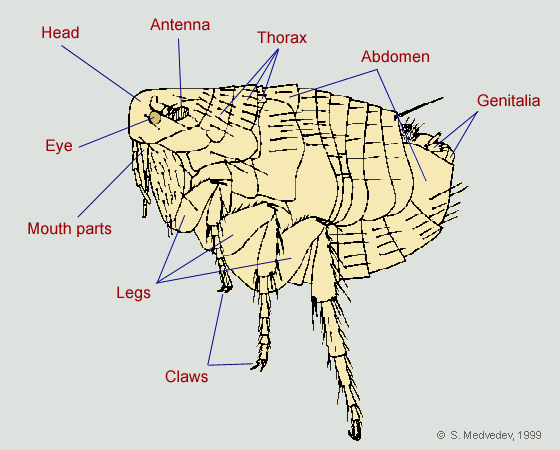 Flea Head