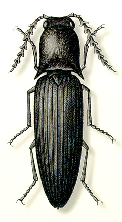 Anisomerus hacquardi (Candèze)