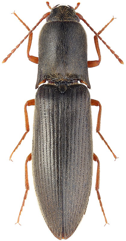 Ectinus puberulus (Miwa, 1928)