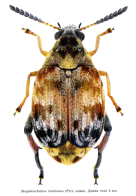 Megabruchidius tonkineus  (Pic, 1904)