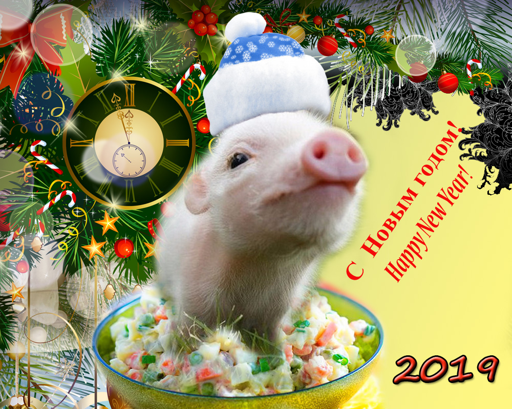 Поздравление Желтой Свиньи С Новым Годом