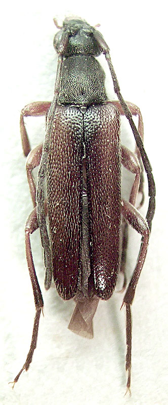 
   Alosterna tabacicolor erythropus 