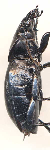 Carabus hungaricus mingens, female
