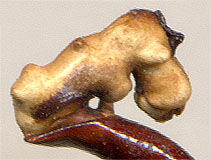 endophalus Carabus kruberi