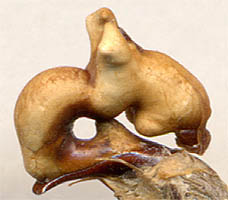 endophallus Carabus schrencki