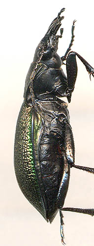 Carabus leachi, female