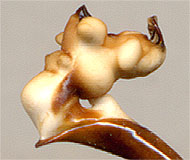 endophallus of Carabus convallium