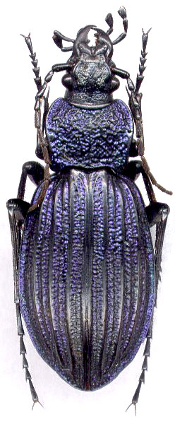 Carabus (Megodontus) exaratus, female