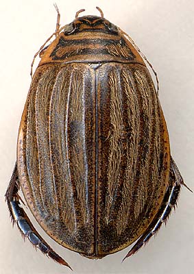 Acilius sulcatus, female