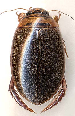 Graphoderus zonatus verrucifer, male