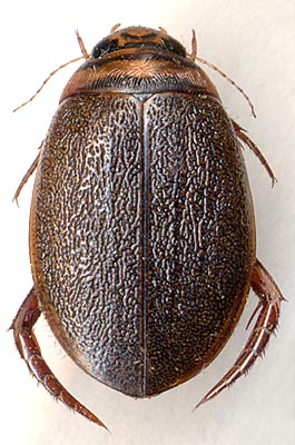 Graphoderus zonatus verrucifer, female