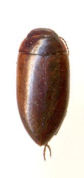 Laccornis oblongus, male
