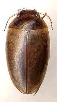 Agabus infuscatus, male