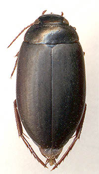Ilybius opacus, female