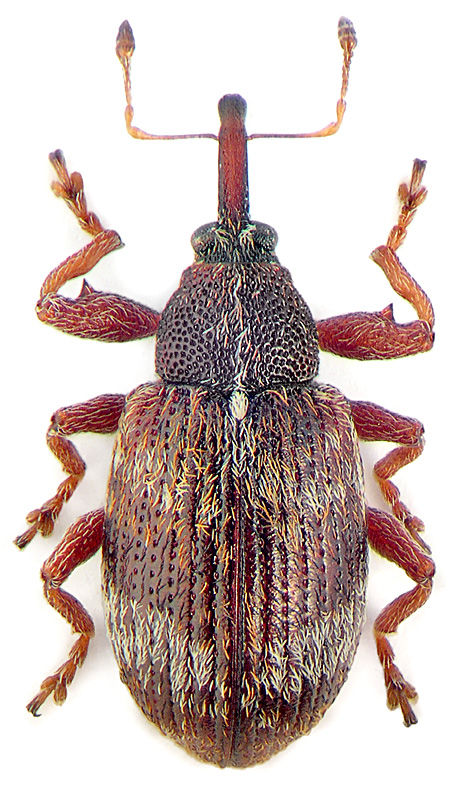 Anthonomus pedicularius (L.)