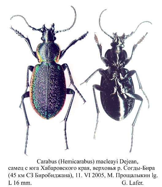 Carabus (Hemicarabus) macleayi
