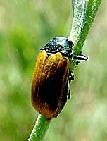 Labidostomis tridentata (Linnaeus, 1758) (Chrysomelidae)
