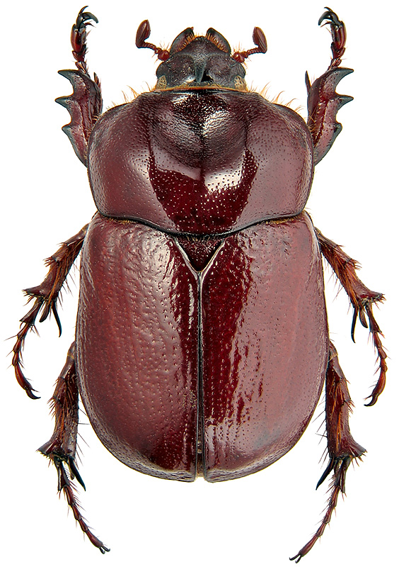 Phyllognathus excavatus (Forster, 1771)