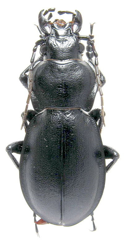 Carabus (Trachycarabus) sibiricus obliteratus Fischer von Waldheim, 1828